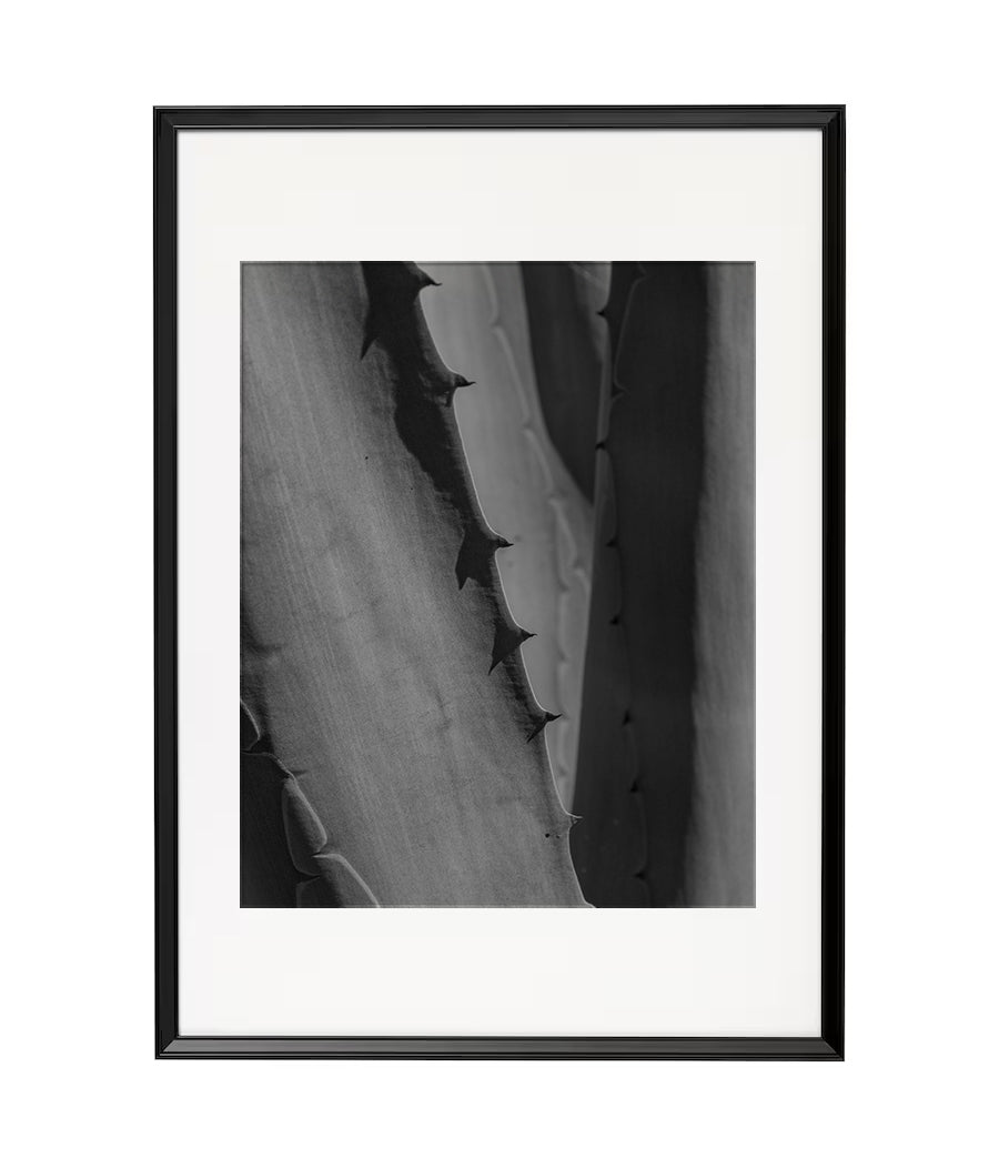 Fotografía Digital - Agave Tierra del Sol