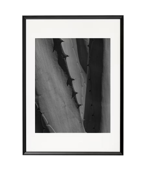 Fotografía Digital - Agave Tierra del Sol
