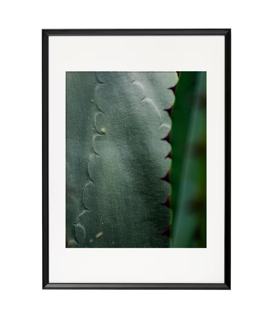 Fotografía Digital - Agaves de Oaxaca