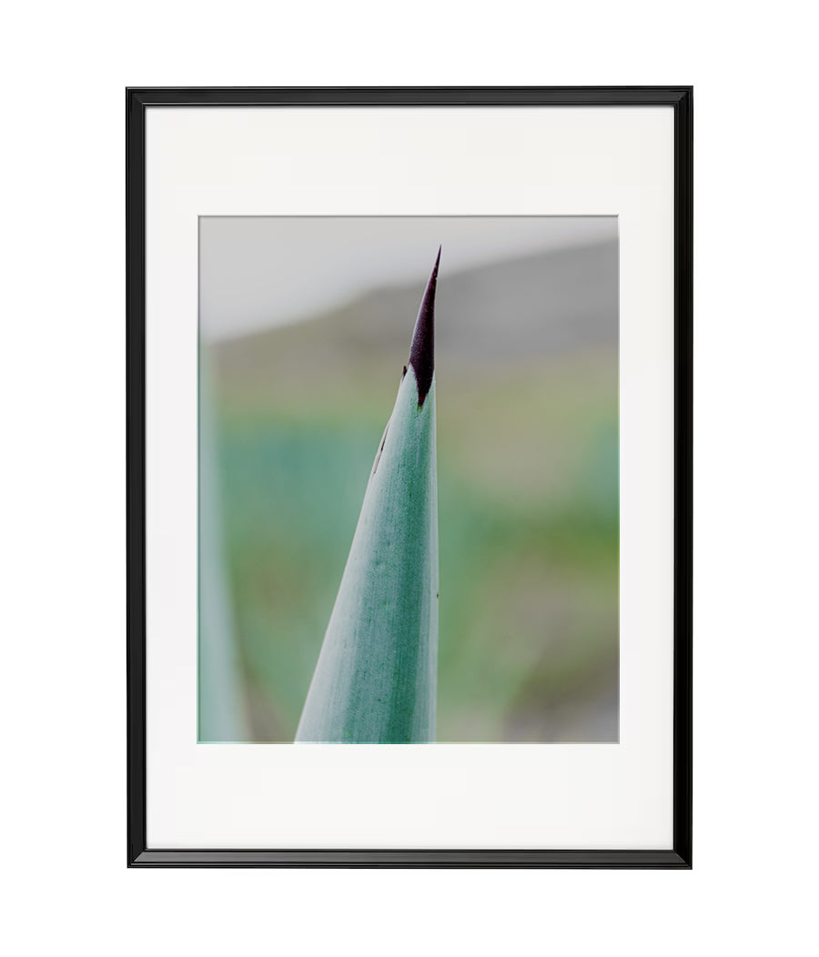 Fotografía Digital - Punta de Agave