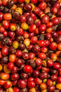 Fotografía Digital - Fruto de Café