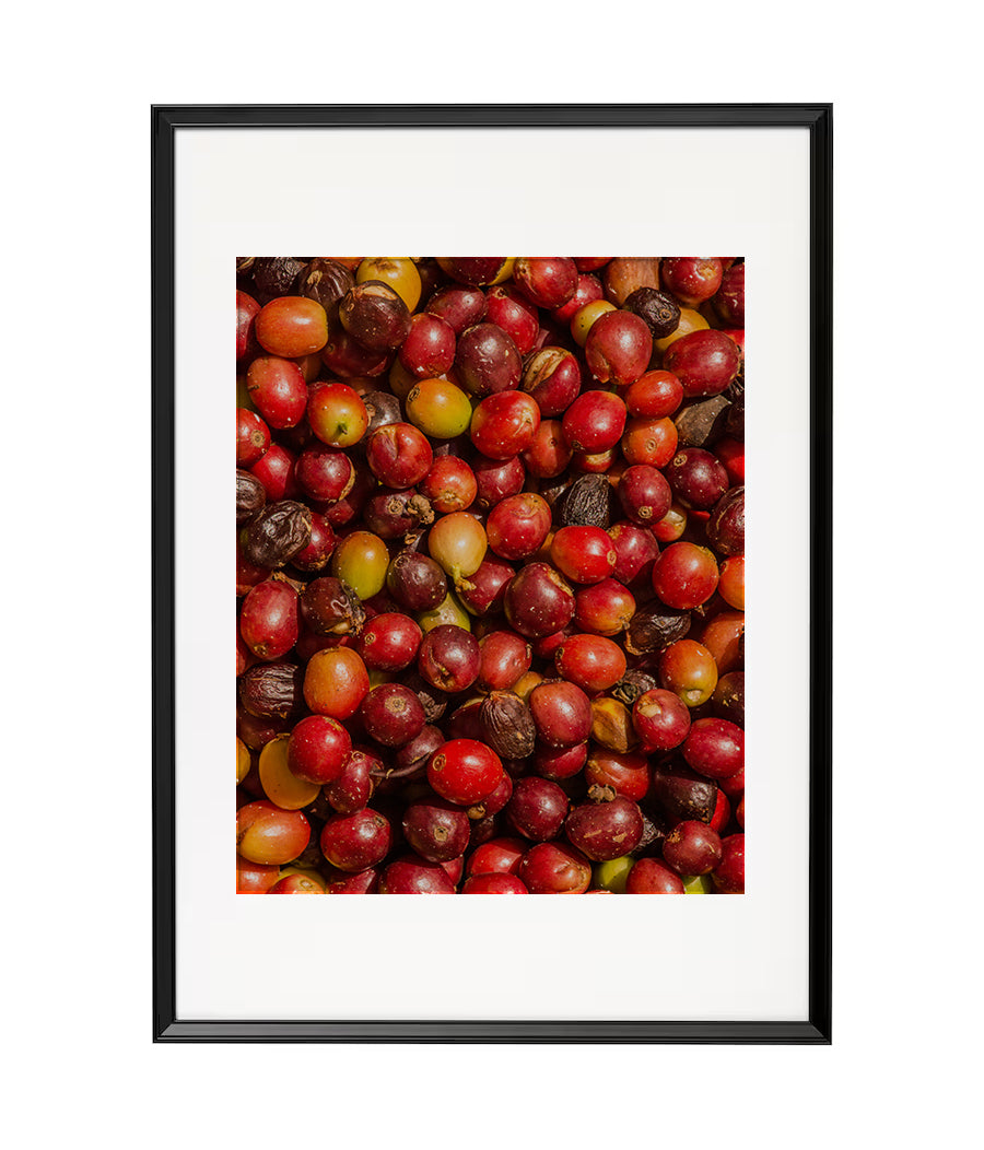 Fotografía Digital - Fruto de Café