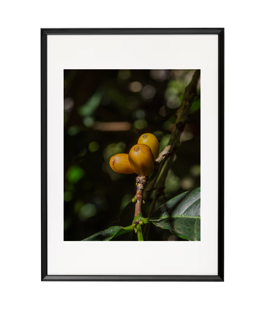 Fotografía Digital - Fruto del Café